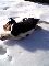 hund