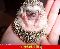 Igel