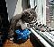 ich liebe katzen