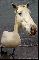 Horseswan