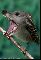 Sparrowdog
