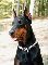 Dobermann