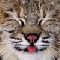 LynX