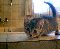 Kater