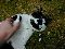 Mal wieder Panda...