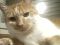 My CaT