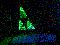 my pc, green