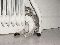 funny cat