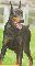 Dobermann