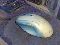 mi MoUsE