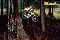 downhill rox