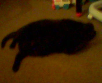katze